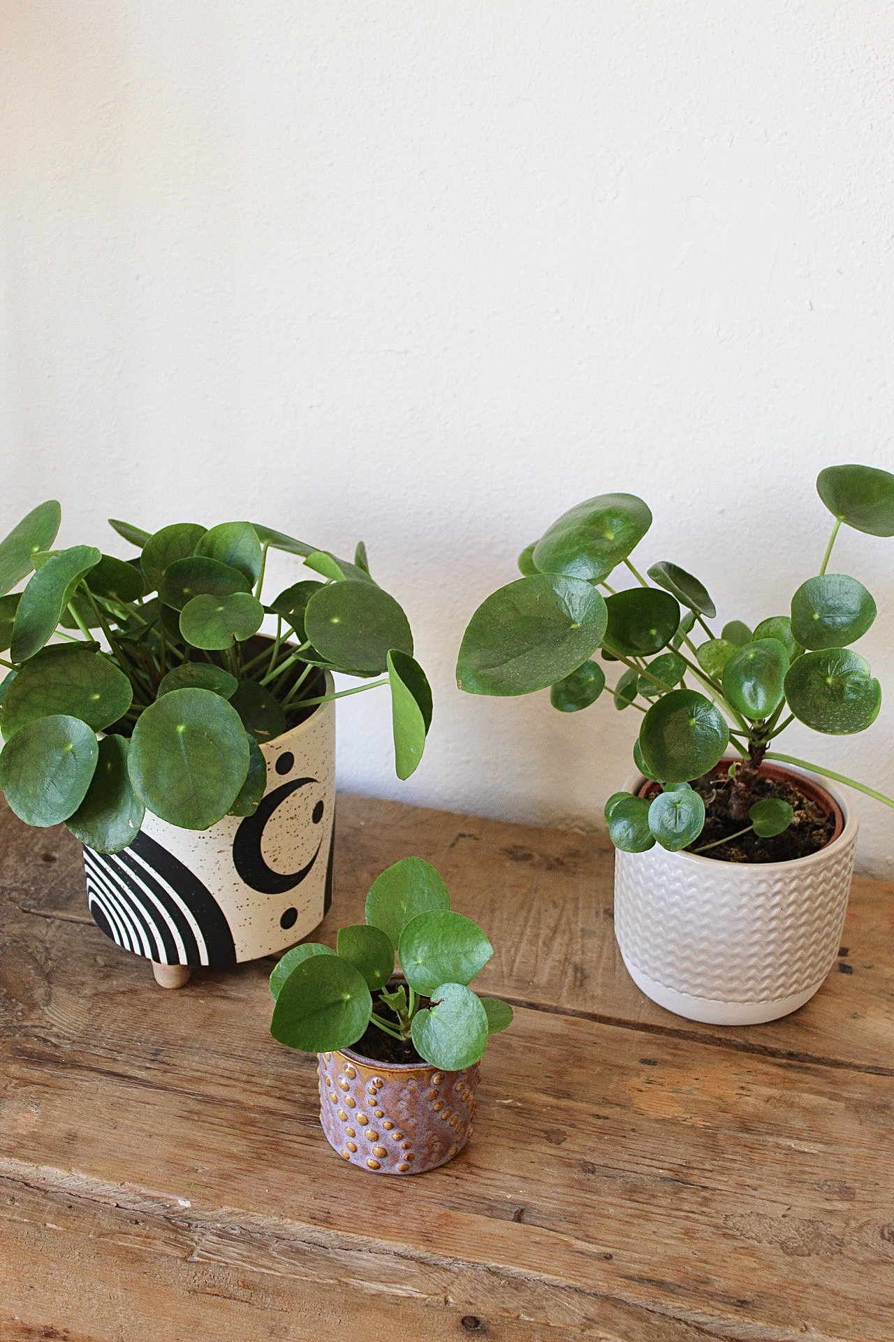 Cómo Cuidar la Planta del Dinero en Casa Planta del dinero en maceta de cerámica sobre una mesa de madera, perfecta para interiores y atraer buena energía.