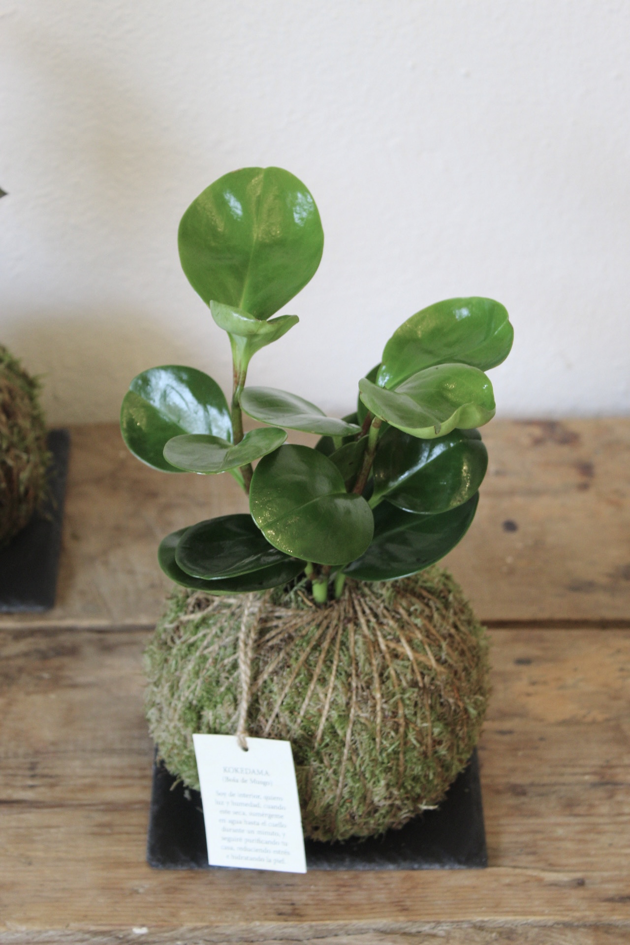 Planta del dinero con hojas verdes carnosas en maceta blanca, ideal para atraer prosperidad y buena suerte.